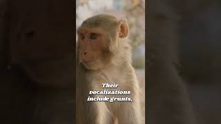 Fascinating Facts About the Rhesus Monkey You Didnt Know rhesus monkeys wildlife [upl. by Kyte]