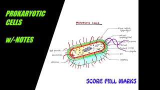 How to draw easily PROKARYOTIC CELLS  STRUCTURE and FUNCTION  wNOTES  SCIENCE  BIOLOGY  easy [upl. by Nosnarb]