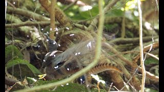 Lyrebird goes crazy mimicking [upl. by Charlton92]