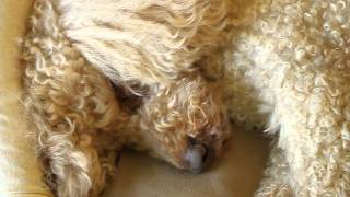 ROXY mon chien qui dort [upl. by Michiko]