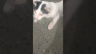 Mao mao🐱 music song newsong cat ishqam viralshorts catlover shorts trending [upl. by Ianteen]