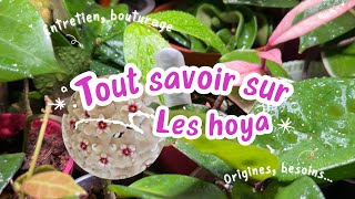 Les hoya  origines entretien bouturage floraison… Je vous dit TOUT ce que je sais… [upl. by Raseta764]