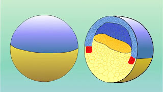 GASTRULATION OF AMPHIBIANS FROG PhDWallahGamer gastrulation amphibia [upl. by Atirak]