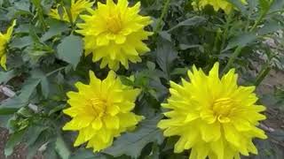 Beautiful flower garden park farm garden gardenflowers ytshorts shortsvideo [upl. by Hocker859]