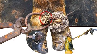 Poor Cows Leg PIERCED by Iron Bar FULL of Pus and Worms 🐄 satisfying 241103 [upl. by Ajim]