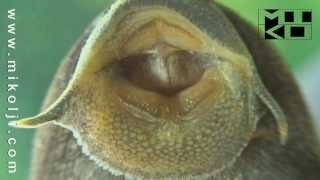 Super Macro Close Up Pleco Mouth Sucking Action 1 Stock HD Video Footage [upl. by Allebasi520]