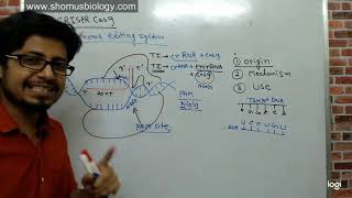 Crispr cas9 gene editing explained [upl. by Sandor311]