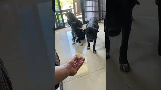 feedingdogs feeding dog doglover happiness forfun [upl. by Aitekram]