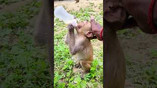 Dudu piyenge hum to 🍼 🍼 🍼🐵🐵🐵bandar monkeyvideo monkey 0625 [upl. by Trstram]