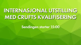 NKK Sandefjord 2024  Internasjonal utstilling med crufts kvalifisering [upl. by Stanislaus]