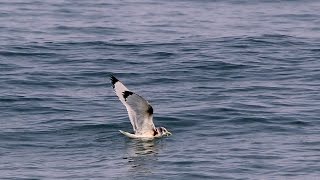 Blacklegged kittiwake 三趾鷗 Rissa tridactyla [upl. by Warner340]