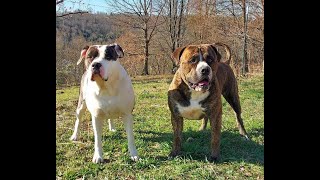 MALE vs FEMALE Alapaha Blue Blood Bulldogs What are the differnces [upl. by Oad901]