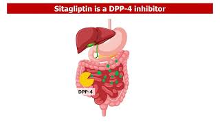 Sitagliptin How It Works to Lower Blood Sugar [upl. by Atileda]