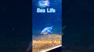 🦈🦭🐟Sea Life Penguins in Melbourne Australia Family day out [upl. by Leahcar]