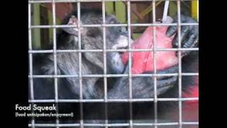 Chimpanzee Vocalizations [upl. by Winser]