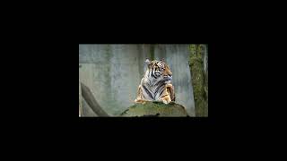 4K Tiger Video  Sumatran Tiger  Beautiful Tiger Video  Siberian Tiger  Sumatra  Save Tigers [upl. by Nosaes]