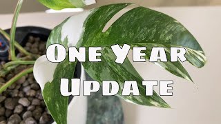 1 Year Epipremnum Pinnatum Variegata Propagation Update amp Tips [upl. by Garret]