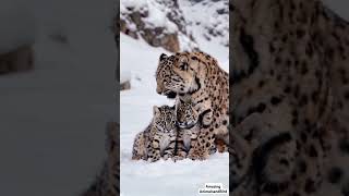 Adorable Snow Leopard Mom Smooches Her Playful Cubs  Rare Mountain Wildlife Moments [upl. by Naji912]