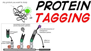 Protein tagging [upl. by Siradal]