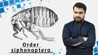 siphonaptera  Order siphonaptera  Fleas order  Pterigotas order siphonaptera [upl. by Zebe]