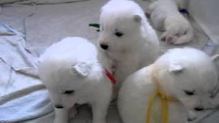 Samoyed Puppies サモエドの赤ちゃんたち生後21日目 No1 [upl. by Aerdnak]