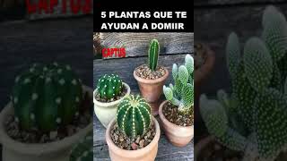 5 PLANTAS QUE TE HACEN DORMIR 2 [upl. by Grati]