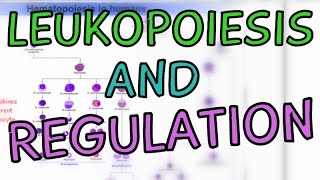 How are White Blood Cells made Leukopoiesis  Cytokines  Regulation [upl. by Far]