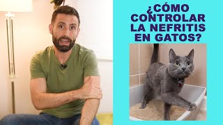 Cuidados para gatos con nefritis [upl. by Rosemonde]