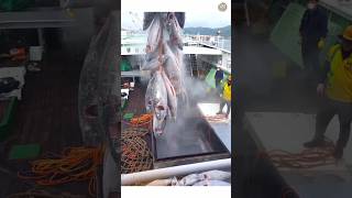 Where Is Fish Typically Stored On A Fishing Ship 🤯  shorts ytshorts viralvideo new [upl. by Link]