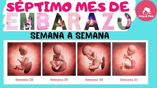 🤰Séptimo mes de embarazo desarrollo del feto 🤱Embarazo semana a semana👶 [upl. by Enyamert]