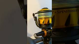 Penn Spinfisher VI 6500LL Reel Drag Sound 🎣🇳🇿 [upl. by Vassar]