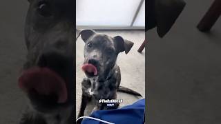 Dog With an Attitude  RxCKSTxR Comedy Voiceover [upl. by Epolulot]