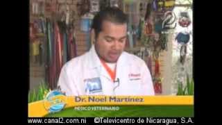 Dr Noel Martinez Cuidado de los loros [upl. by Enait]