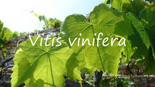 How to Pronounce Vitis vinifera [upl. by Benjamen728]