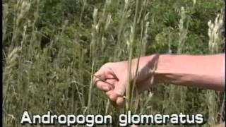 How to identify bushy beardgrass Andropogon glomeratus [upl. by Ingemar]