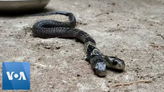 Rare Two Headed Snake Spotted in Eastern India [upl. by Anikas474]