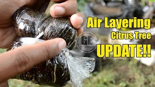 Air Layering Citrus Tree Marcotting 100 UPDATE [upl. by Nauq]