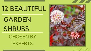 12 brilliant shrubs for your garden chosen by experts [upl. by Moreville]