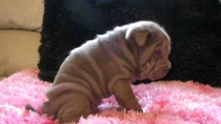 Chinese Shar Pei Lilac Female [upl. by Danica31]