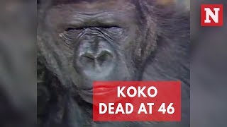 Koko The Sign Language Gorilla Dead At 46 [upl. by Golding]