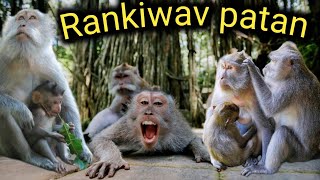 રાણીકીવાવ માં વાંદરાઓGujaratiMonkeymehman GOWAJI VLOGS [upl. by Dobrinsky399]