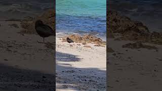 Variable oystercatchers on the beach birds NZendemic wildlife NewZealandBirds oystercatcher [upl. by Euridice]