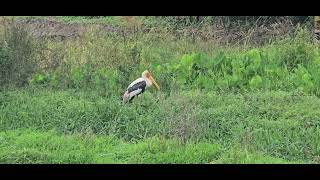 Bird paradise of Sri Lanka [upl. by Nyrrat]