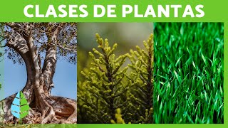 CLASIFICACIÓN de las PLANTAS 🌱🌺 Según Tamaño Reproducción y Duración [upl. by Ahsuas560]