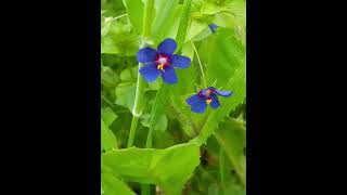 מרגנית השדה Anagallis arvensis [upl. by Doralin]