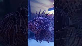 Red Lionfish Pterois volitans Redlionfish lionfish Live Red Lionfish [upl. by Selec]