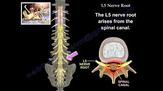 L5 Nerve Root  Everything You Need To Know  Dr Nabil Ebraheim [upl. by Nash]