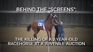 Behind the “Screens” The Killing of a 2yearold Racehorse at a Juvenile Auction [upl. by Artiek]