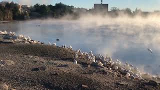 New Zealand Sulphur Bay Rotorua seagulls Geothermal activity at Sulphur bay North Island [upl. by Chu745]