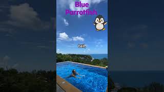 Blue Parrotfish FUN FACT animalsshorts fun fact [upl. by Ginelle]